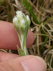 Antennaria parlinii fallax