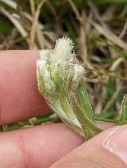 Antennaria parlinii fallax