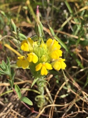 Castilleja rubicundula