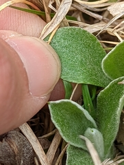Antennaria parlinii fallax