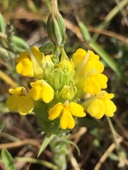 Castilleja rubicundula