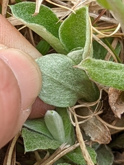Antennaria parlinii fallax