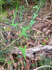 Calystegia marginata
