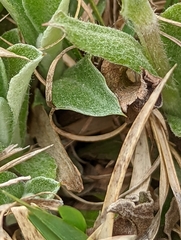 Antennaria parlinii fallax