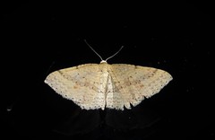 Epicyme rubropunctaria