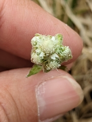 Antennaria parlinii fallax