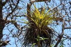 Tillandsia calothyrsus