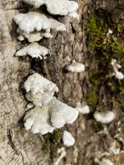 Schizophyllum commune