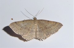 Epicyme rubropunctaria