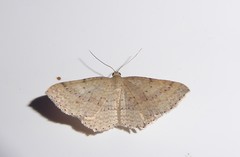 Epicyme rubropunctaria