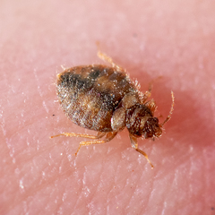 Oeciacus vicarius