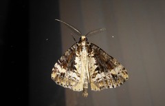 Pseudocoremia leucelaea