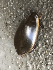 Cybister tripunctatus