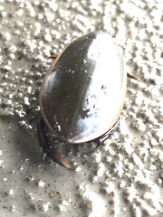 Cybister tripunctatus