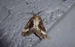 Pseudocoremia leucelaea