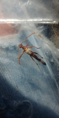 Strangalia virilis