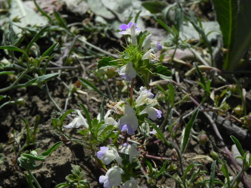 Image of Acanthomintha ilicifolia by (c) James C. Davis, some rights reserved (CC BY-SA)
