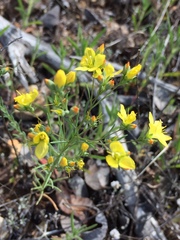 Hesperolinon breweri