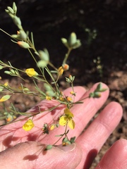 Hesperolinon breweri