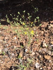 Hesperolinon breweri