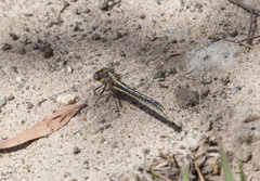 Phanogomphus oklahomensis