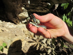 Lampropeltis nigra