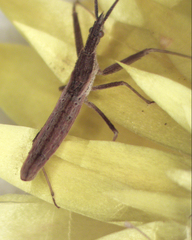 Dicrotelus prolixus