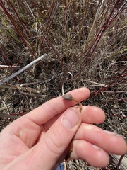 Rabdophaga salicisgnaphalioides