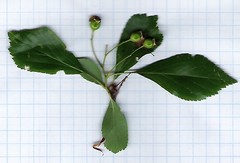 Crataegus viridis
