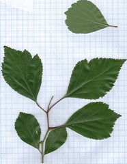 Crataegus viridis