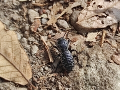 Zopherus laevicollis