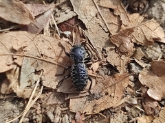 Zopherus laevicollis