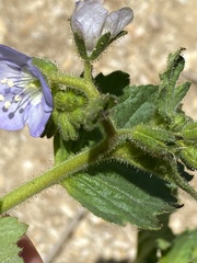 Phacelia viscida viscida