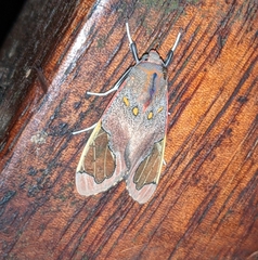 Bertholdia flavidorsata