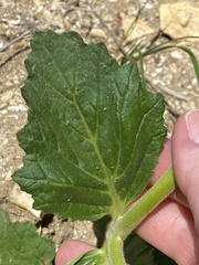 Phacelia viscida viscida