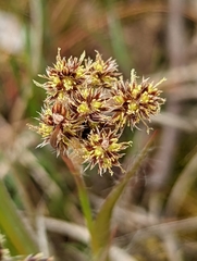 Luzula multiflora multiflora