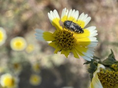 Acmaeodera retifera