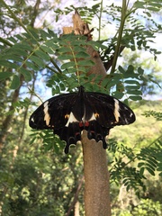 Papilio amynthor