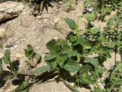 Phacelia viscida viscida