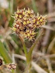 Luzula multiflora multiflora