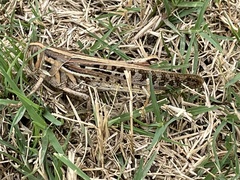 Schistocerca americana