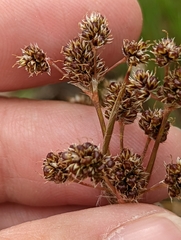 Luzula multiflora multiflora