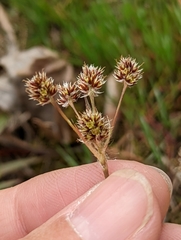 Luzula multiflora multiflora