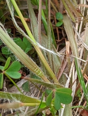 Luzula multiflora multiflora