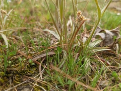 Luzula multiflora multiflora