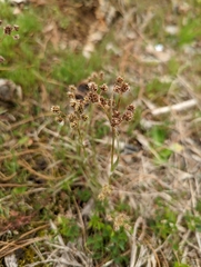 Luzula multiflora multiflora