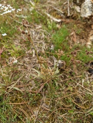 Luzula multiflora multiflora