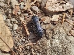 Zopherus laevicollis