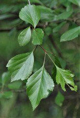 Crataegus viridis