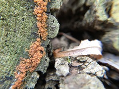 Hydropisphaera peziza